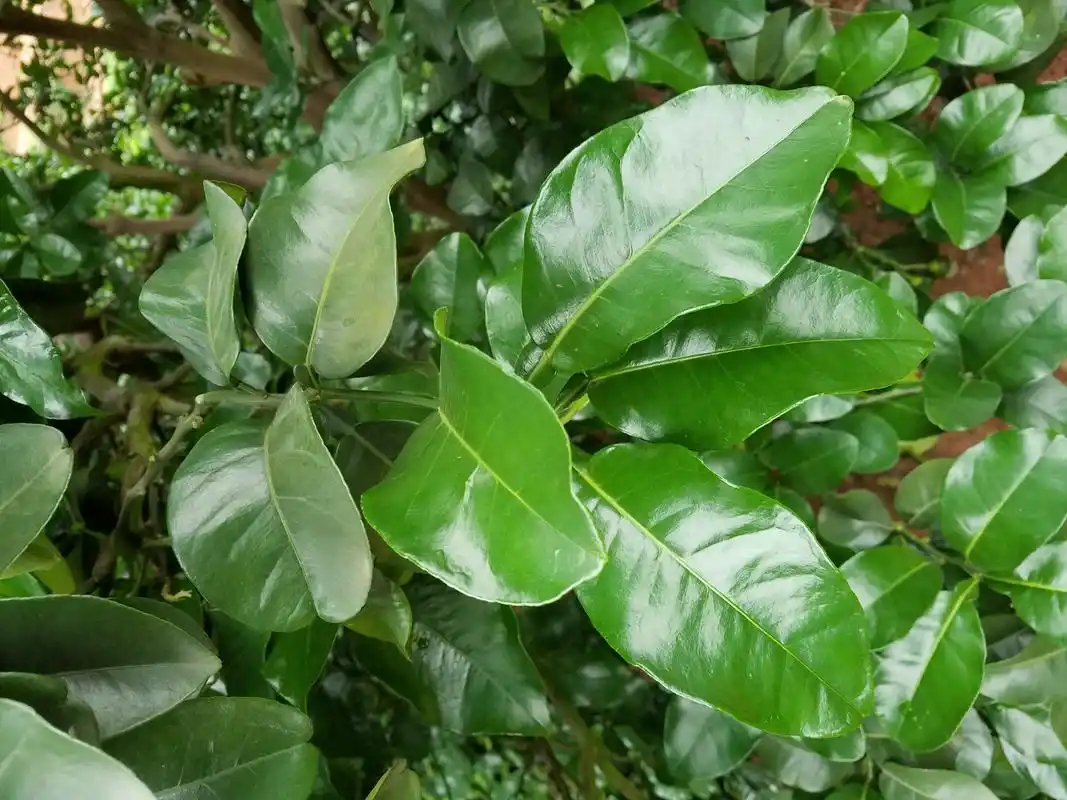 去晦驱邪的祥瑞之物-柚子叶