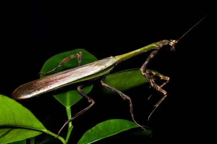 浴火重生的除了凤凰,还有螳螂