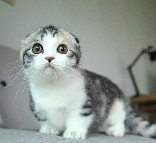 苏格兰折耳猫-堆糖,美好生活研究所