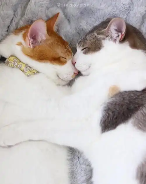 睡觉也要抱一起两只猫同框怎么可以这么甜