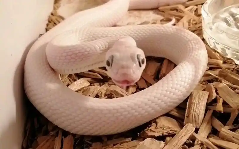 白娘(白化德州鼠蛇)喂食