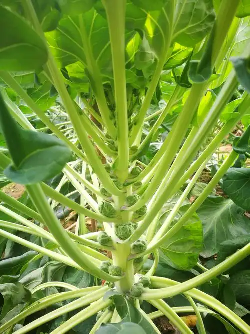 水果蔬菜孢子甘蓝你吃过吗?