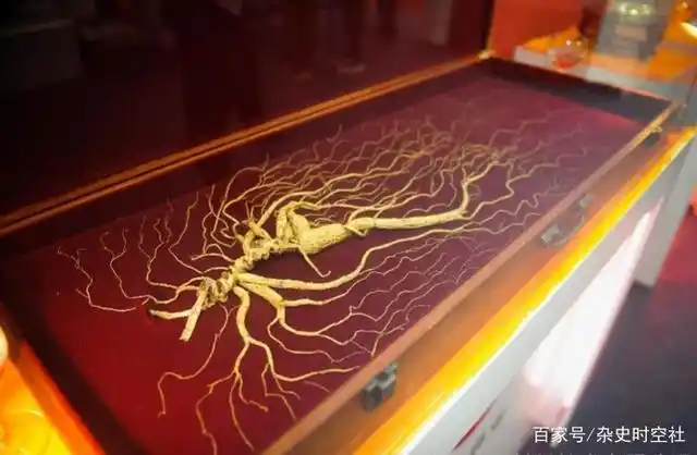 老人常说千年人参会"跑",为什么会跑?这是怎么回事?