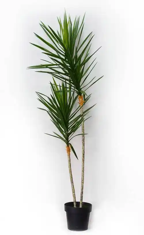 绿铁树的寓意_养护_翠绿色_能保持