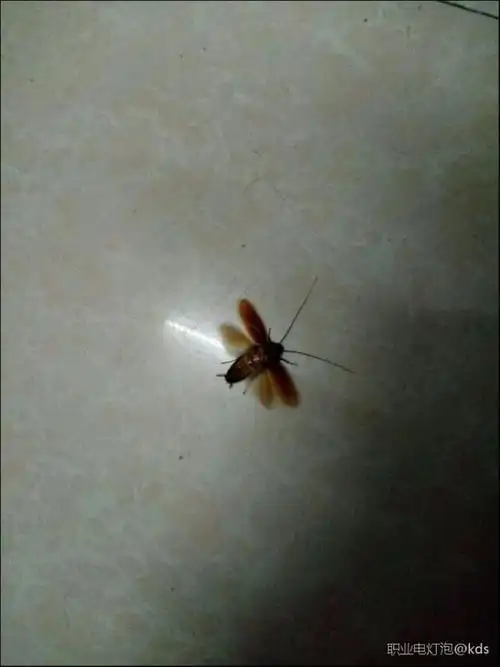 飞蟑螂是多少人的噩梦