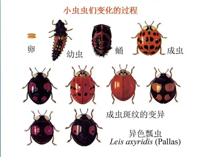 猜猜猜猜的美篇