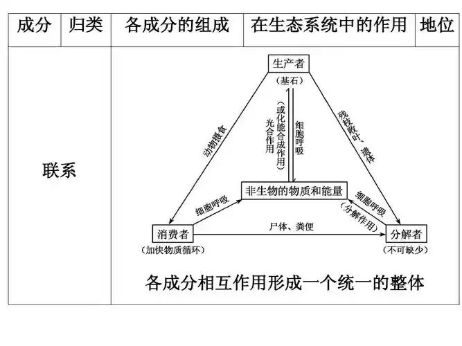 生态系统的结构和功能