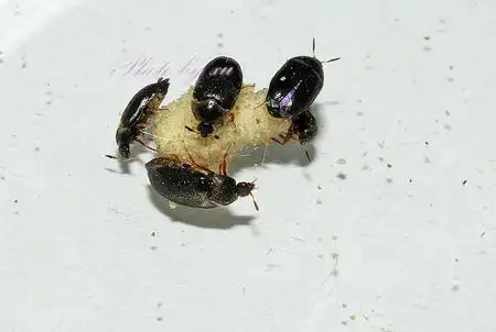 这是什么虫子,厨房发现的