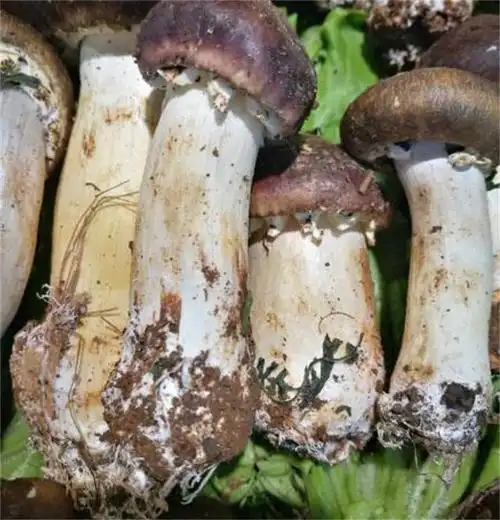 松茸,赤松茸,姬松茸都有啥区别,谁才是真顶级山珍?