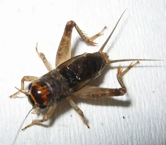 有什么用途?捕捉地点:江边.捕捉时间:夜晚.