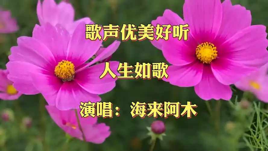海来阿木的一首《人生如歌》歌声柔软太好听了,唱出了人生中的不易