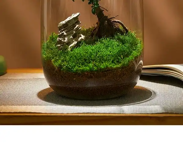 微景观生态瓶生命之树苔藓创意桌面盆栽青苔造景植物办公室内绿植 款
