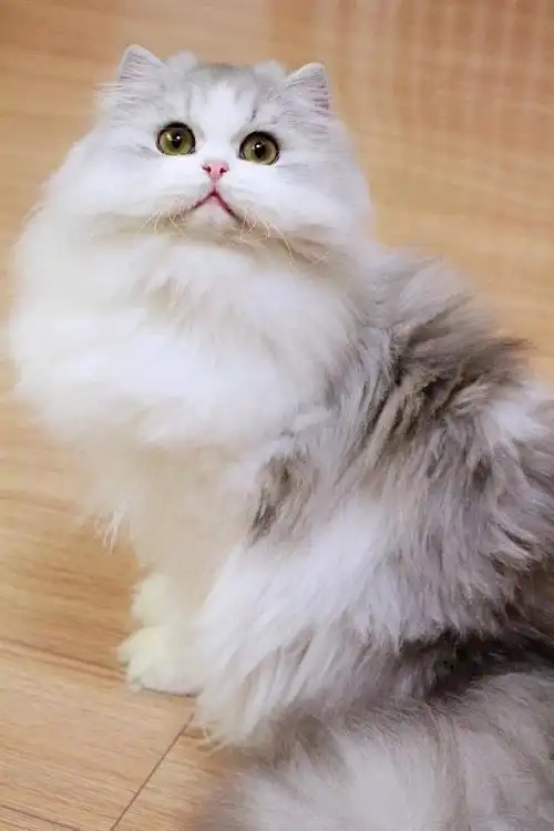 银白高地长毛弟弟 11个月 大. 来自英短蓝白 - 微博