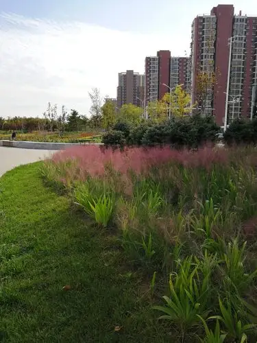 大运河森林公园中的观赏草