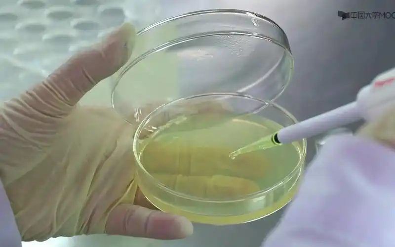 微生物实验-涂布平板