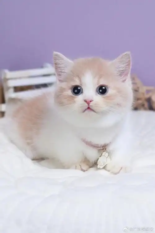 蓝白拿破仑##广州萌猫舍##曼基康短腿猫##英短乳白##英短乳白