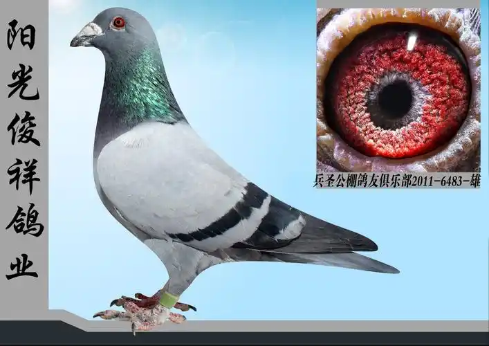 阳光詹森最爱之一