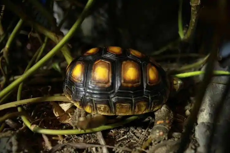 哥伦比亚红腿陆龟