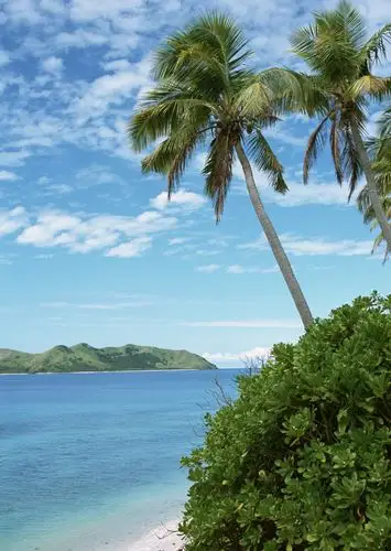 海边沙滩上的热i带灌木棕榈树等图片素材(32p)[photoshop资源网|ps