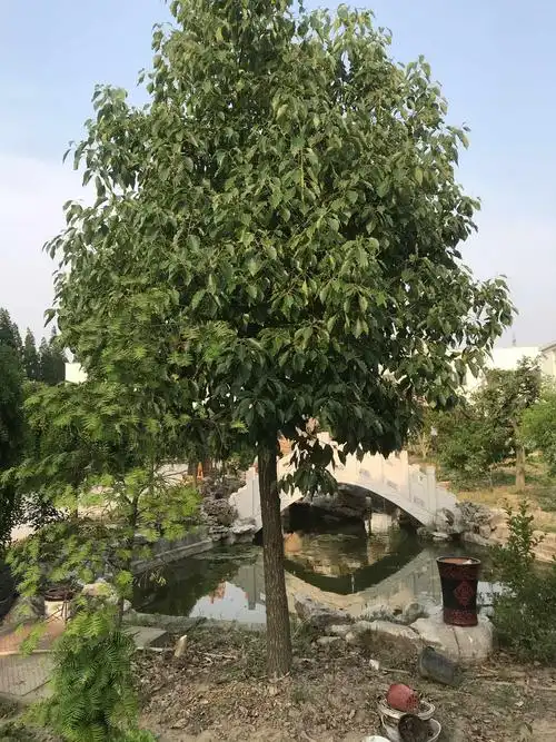 鱼塘边风华正茂的小香樟