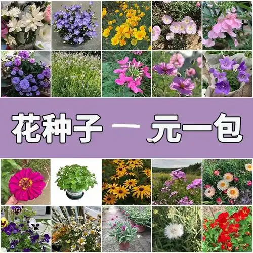 批发易爆盆种子开花不断花籽室内室外四季种易活盆栽花卉植物花种