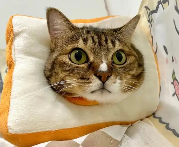 狸花猫天下第一