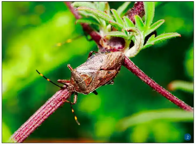 正文 绝大多数为中型种类;椭圆形,常较扁平;身体相对蝽总科其他类群