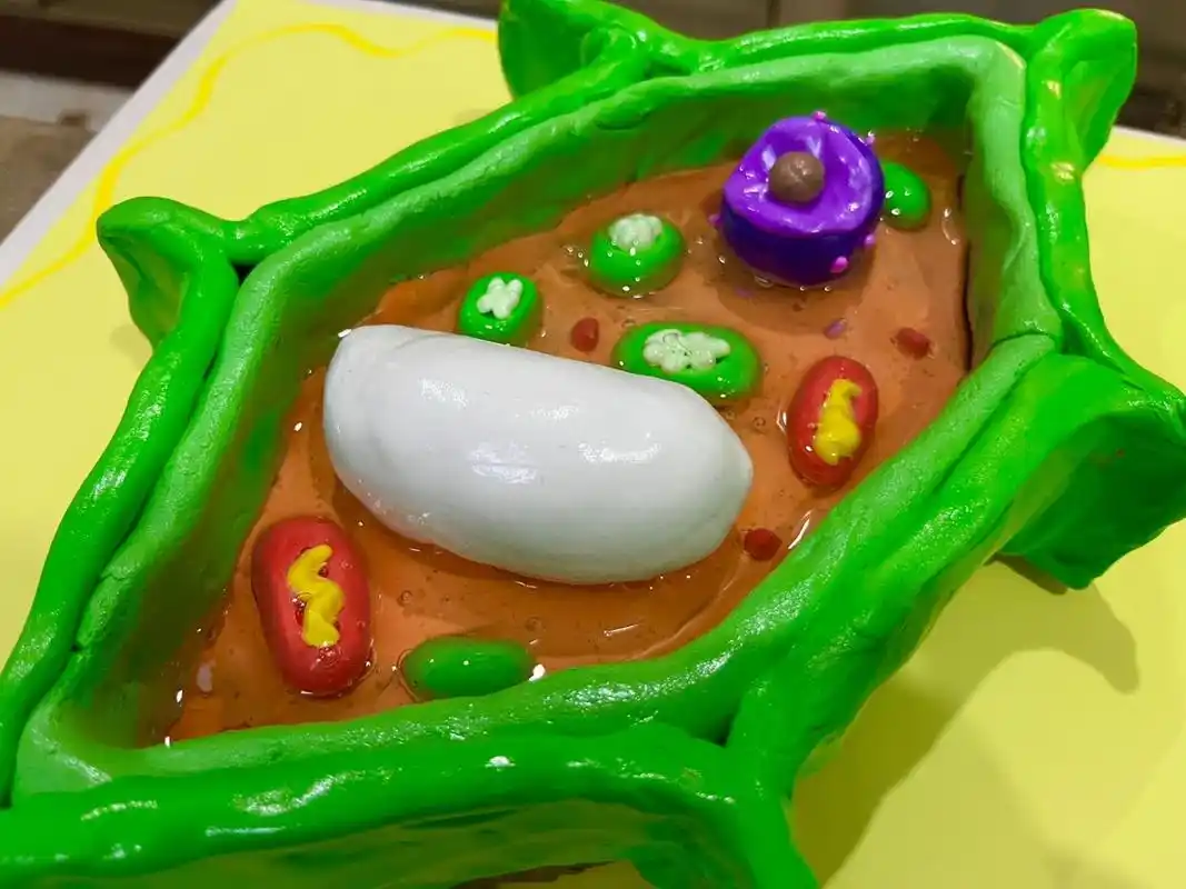 初一生物黏土模型(植物细胞) 就是说毕竟是美术老师,咱不能输 参考了