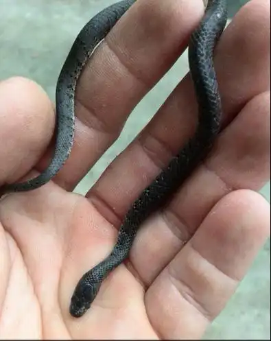 爸爸梦见女儿被毒蛇咬 爸爸梦到女儿被蛇咬了