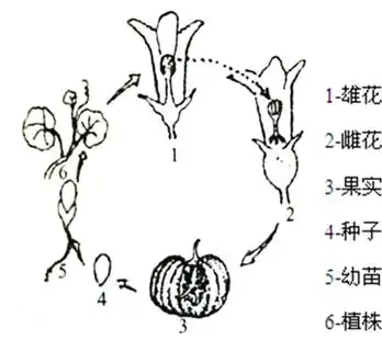如图是南瓜的发育过程示意图,请据图分析作答:举一反三试题【植物开花