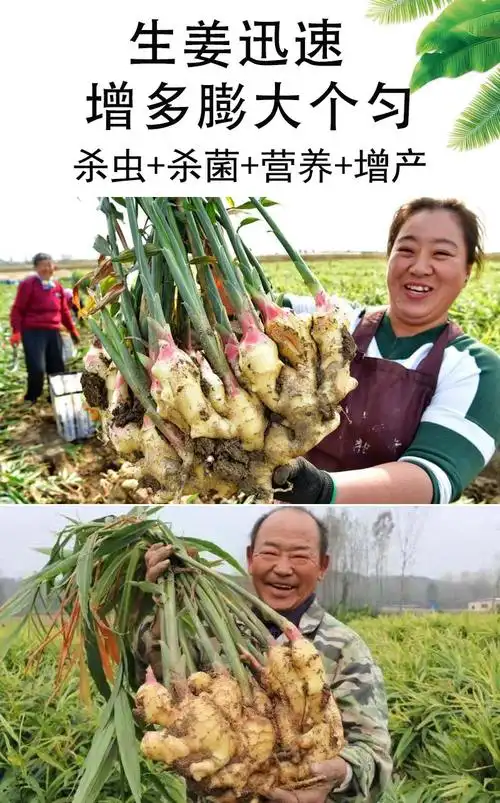 生姜专用药农药肥料膨大素杀菌剂叶面肥复合肥料生姜专用增产套餐90ml