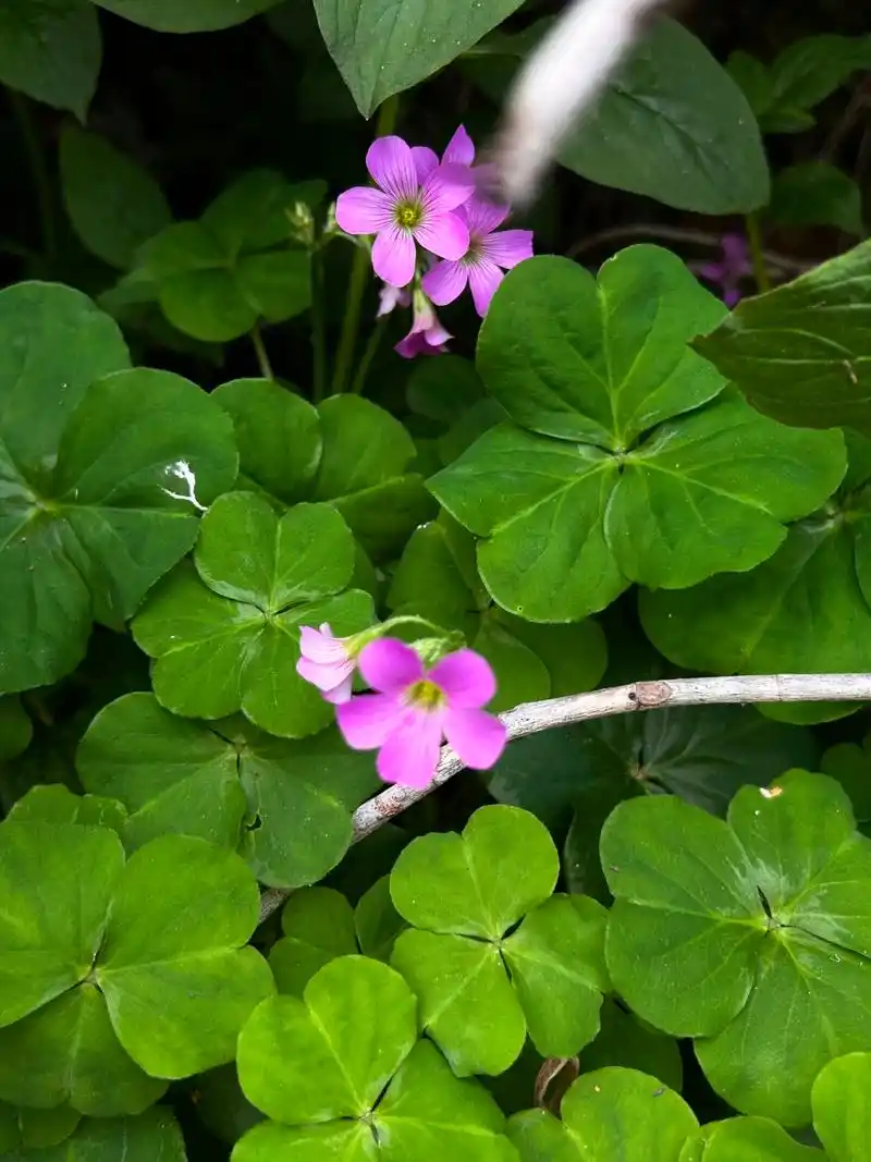 红花酢浆草(oxalis corymbosa dc.