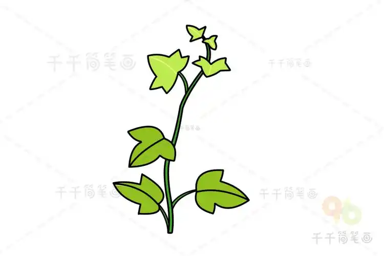 常春藤简笔画如何画