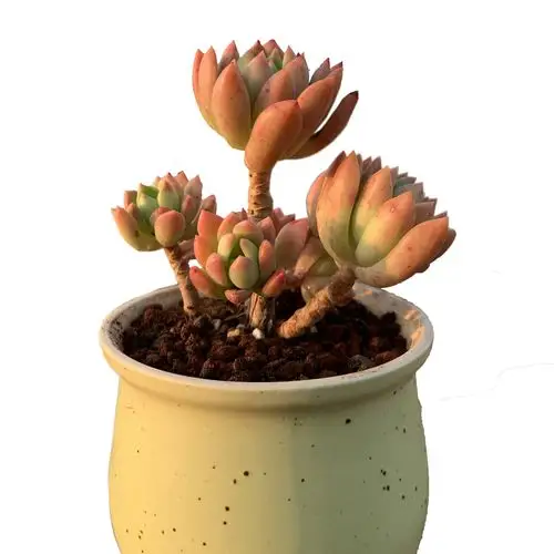 梁梁园艺多肉植物马库斯控养造型老桩整桩状态精品清棚群生小萌肉