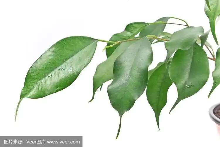 榕树叶特写上白色