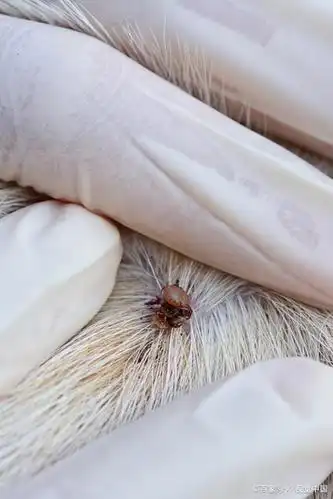 怎样去除马犬等狗狗身上的寄生虫