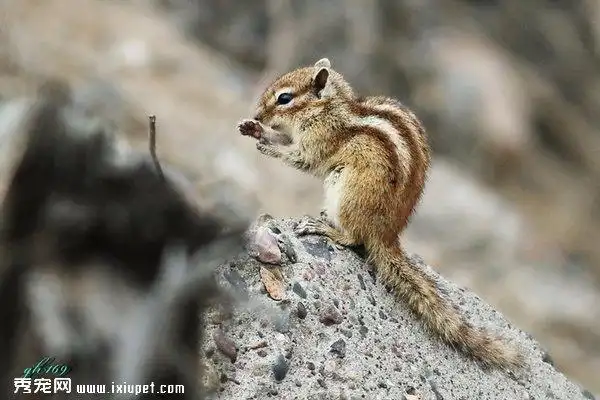 【花鼠图片】在丛林中奔跑的花鼠