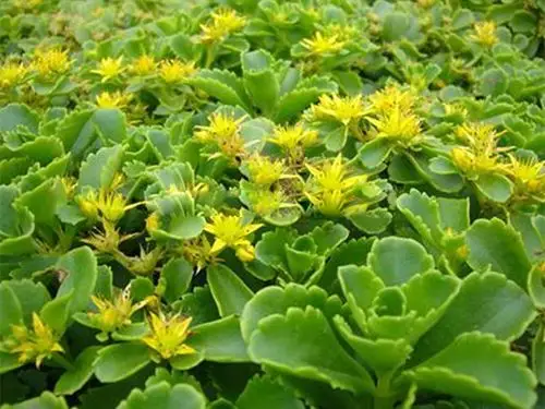 三七景天绿化应用