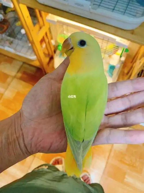 金头奥闪牡丹鹦鹉