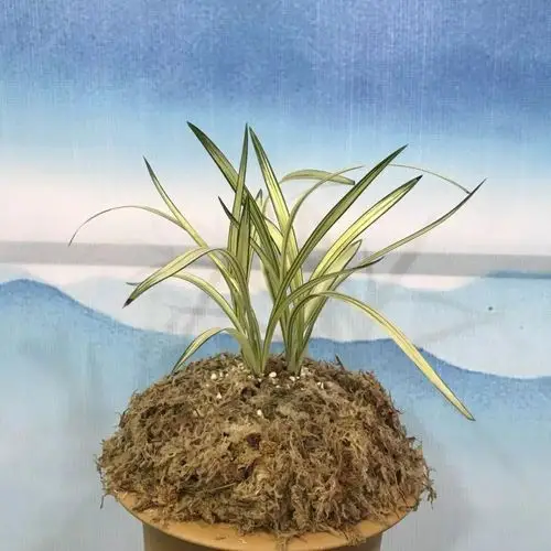 2017年四川艺兰品鉴会:1680万一苗的兰草也有销路!