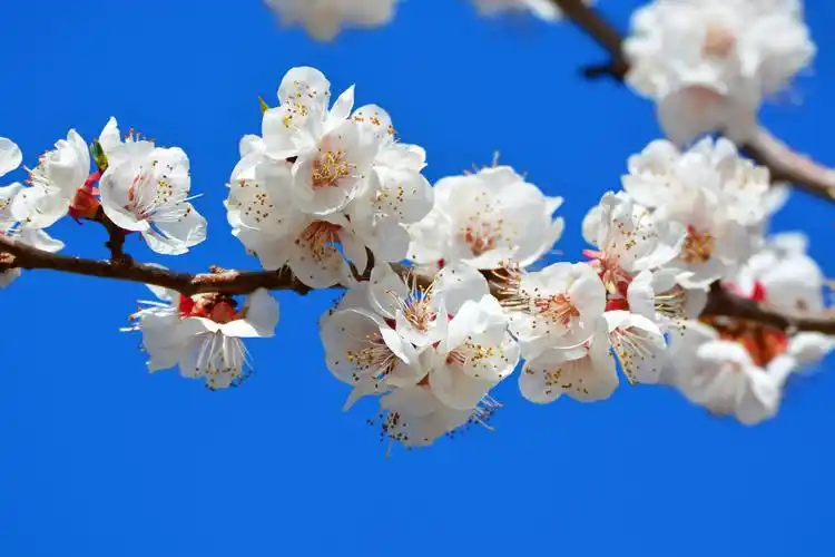 春天的杏梅花,原创拍摄