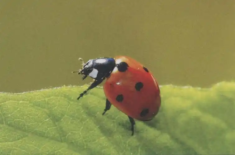 七星瓢虫-中国昆虫生态-图片