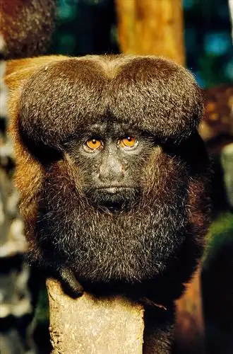 僧面猴:苦行法师