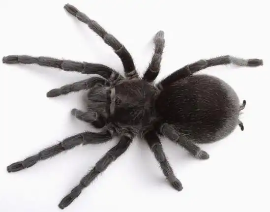 梦见很大的黑蜘蛛