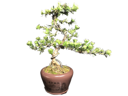 一图阳台常青迎客松老桩盆景客厅庭院一拍汉松绿植