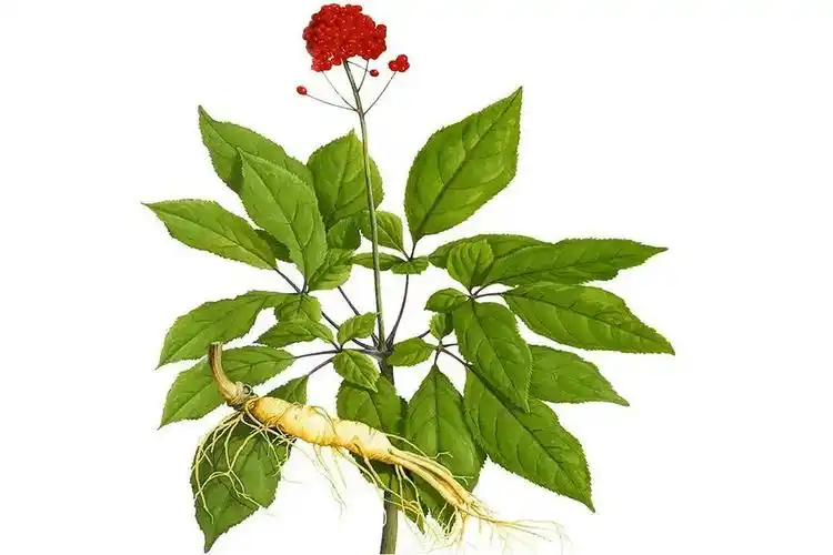 带你一起识中药——人参_功效_用法_用量