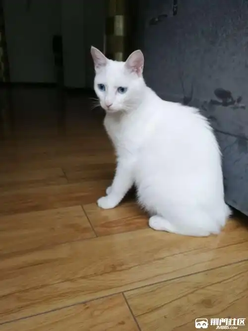 领养或购买家养的白色田园小猫咪