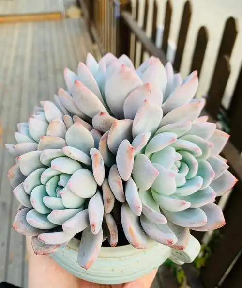 多肉控芙蓉雪莲是景天科拟石莲花属的植物.