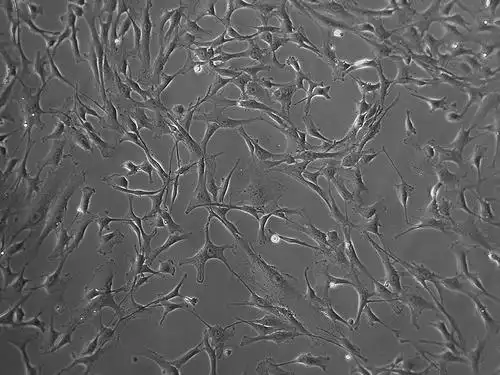 lonza原代人主动脉平滑肌细胞haosmchasmchumanaorticsmoothmuscle