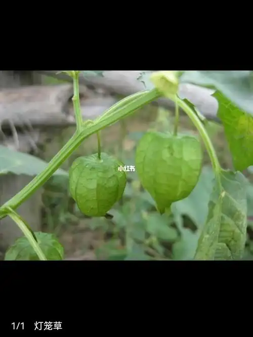 这种草叫灯笼草,如果你扁桃体发炎,喉咙发炎,咳嗽.